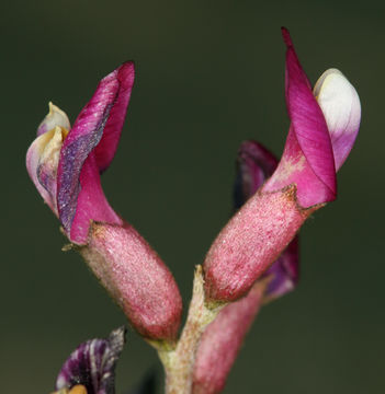 Image de Astragalus casei A. Gray