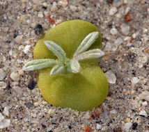 Image of Mojave lupine