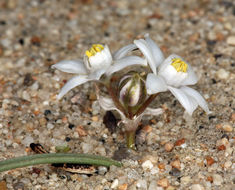 Imagem de Muilla coronata Greene