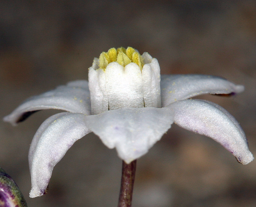 Imagem de Muilla coronata Greene