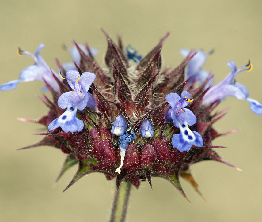 Imagem de Salvia columbariae Benth.