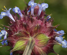 Imagem de Salvia columbariae Benth.