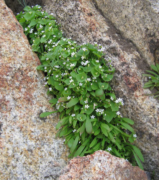 Image de Claytonia parviflora subsp. utahensis (Rydberg) John M. Miller & K. L. Chambers