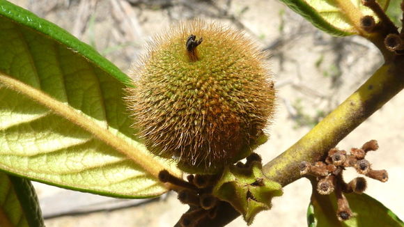 Imagem de Diospyros gaultheriifolia Mart. ex Miq.