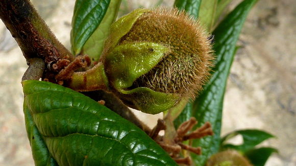 Imagem de Diospyros gaultheriifolia Mart. ex Miq.