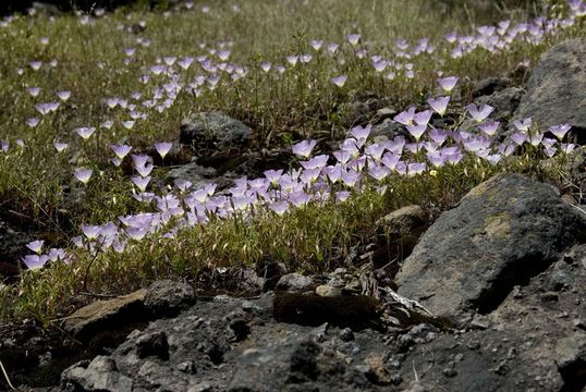 Image of glandular clarkia