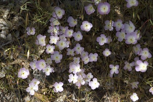 Image of glandular clarkia