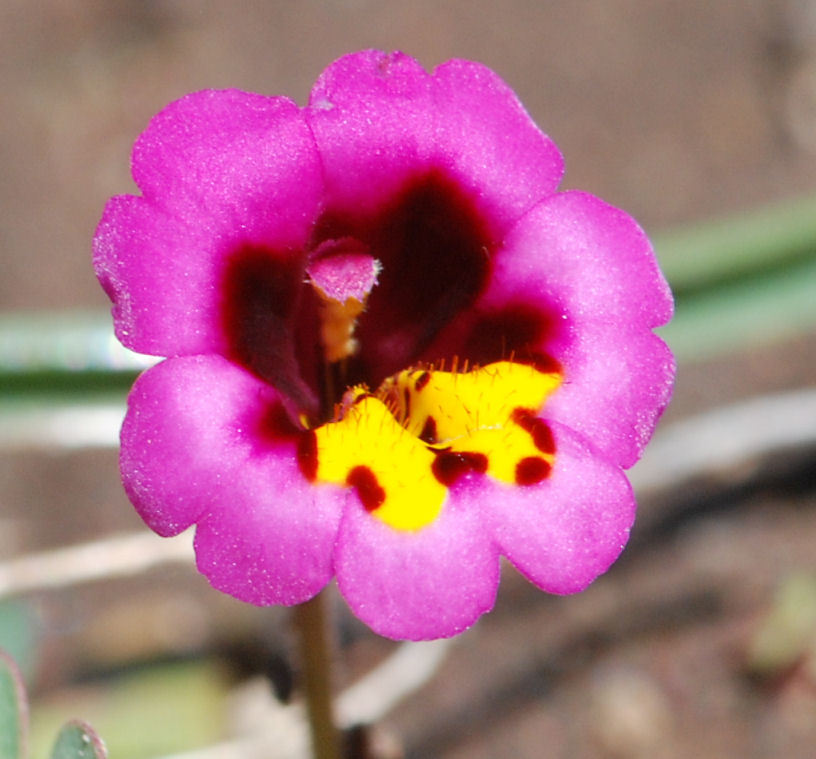 Plancia ëd <i>Mimulus filicaulis</i>