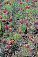 Image of Brownspine Pricklypear