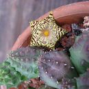 <i>Huernia kennedyana</i>的圖片