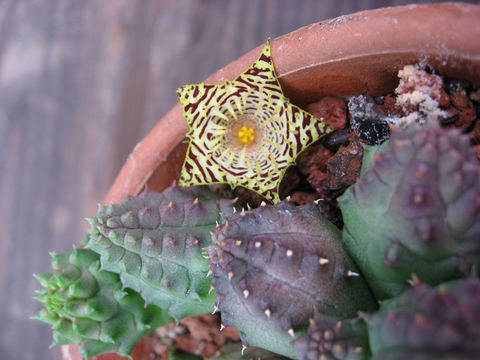 <i>Huernia kennedyana</i>的圖片