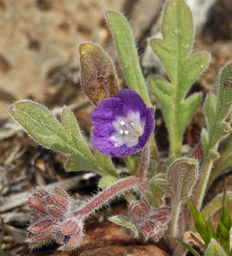 Image of Washoe phacelia