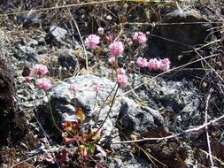 Image of Tiburon buckwheat