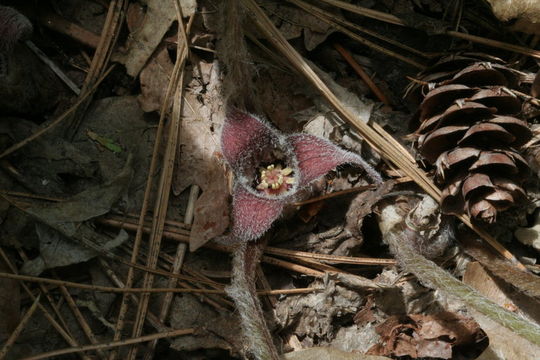 Image de Asarum hartwegii S. Wats.