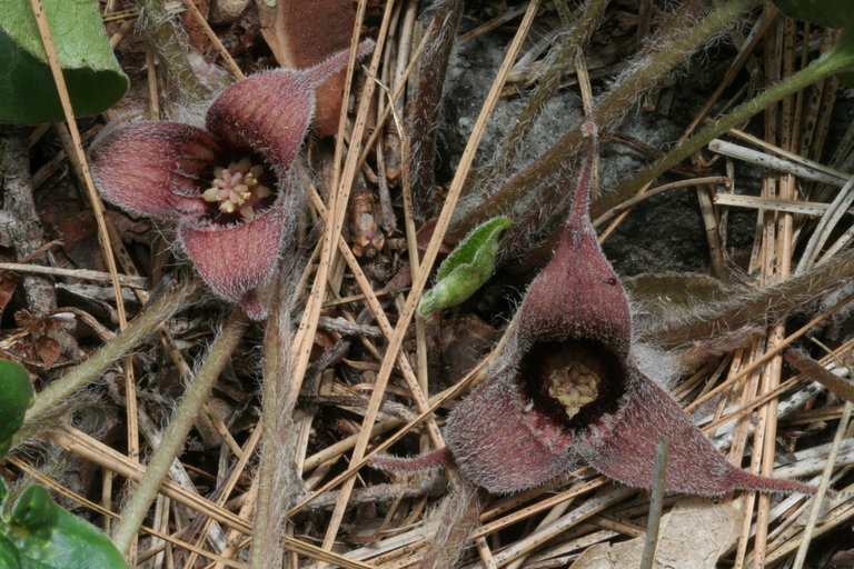 Image de Asarum hartwegii S. Wats.