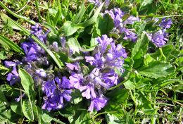 Imagem de Ajuga tenorei C. Presl