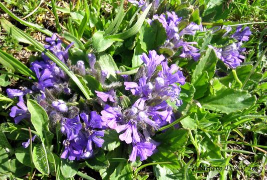 Image of Ajuga tenorei C. Presl