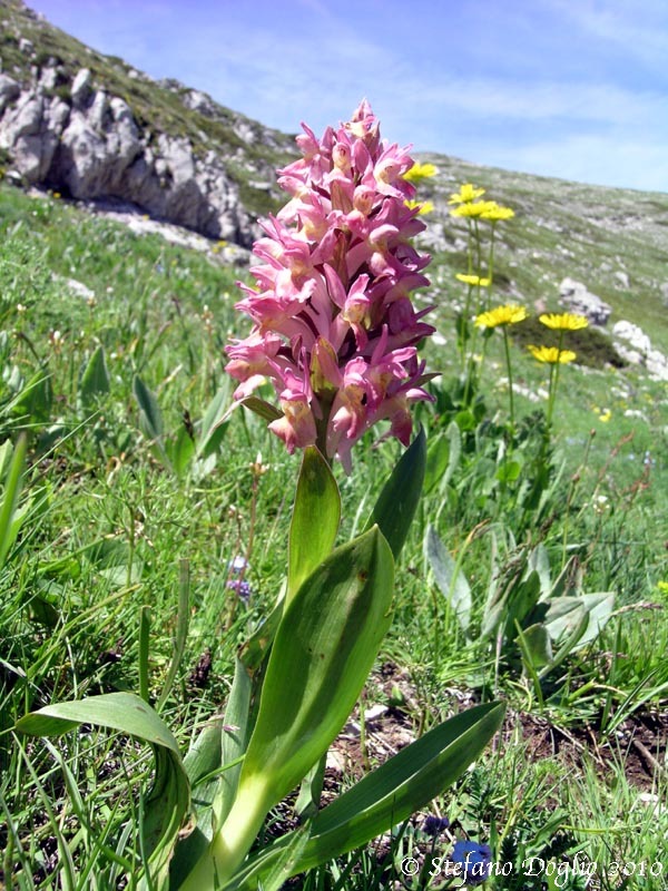 Dactylorhiza sambucina (L.) Soó的圖片