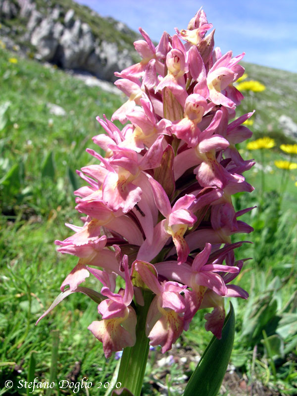 Dactylorhiza sambucina (L.) Soó的圖片