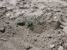 Imagem de Lomatium foeniculaceum subsp. macdougalii (Coult. & Rose) W. L. Theob.