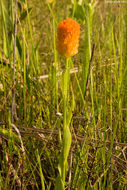 Sivun Polygala lutea L. kuva