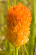 Imagem de Polygala lutea L.