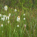 Image of Sand-Swamp Whitetop