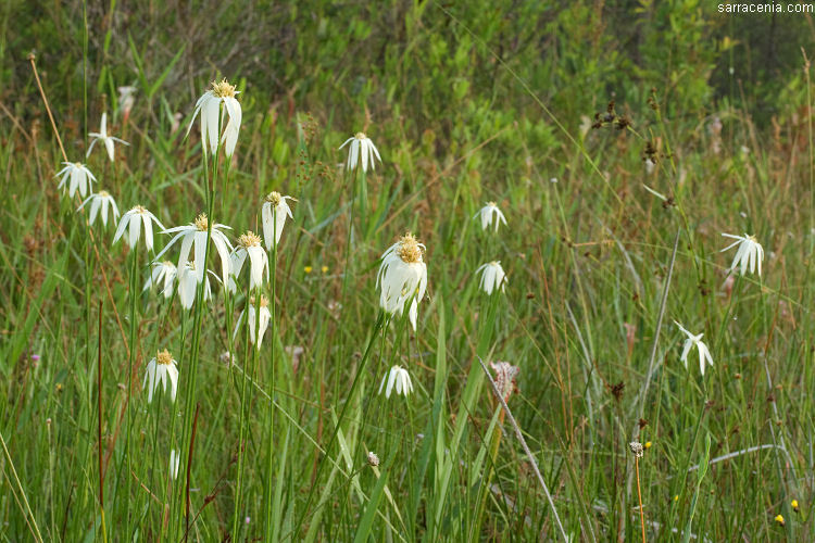 Image of Sand-Swamp Whitetop