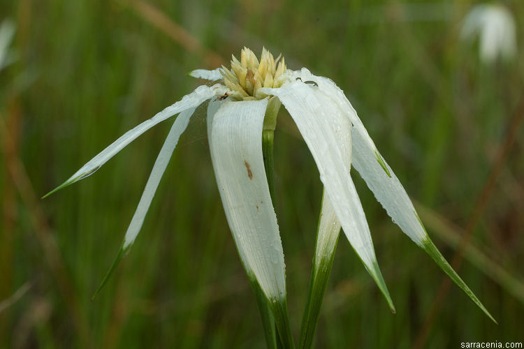 Image of Sand-Swamp Whitetop