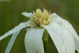 Imagem de Rhynchospora latifolia (Baldwin ex Elliott) W. W. Thomas