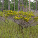 Image of Apalachicola St. John's-Wort