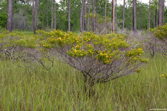 Image of Apalachicola St. John's-Wort