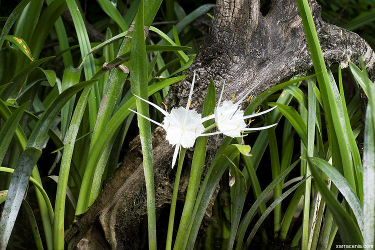 Image of spiderlily