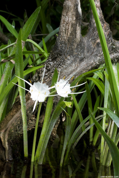 Image of spiderlily