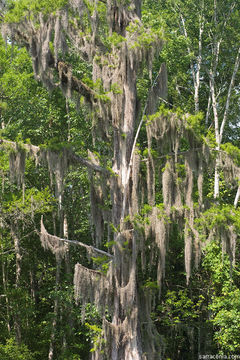 download spanish moss tree for free