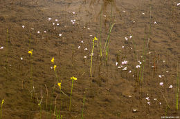 Image of lavender bladderwort