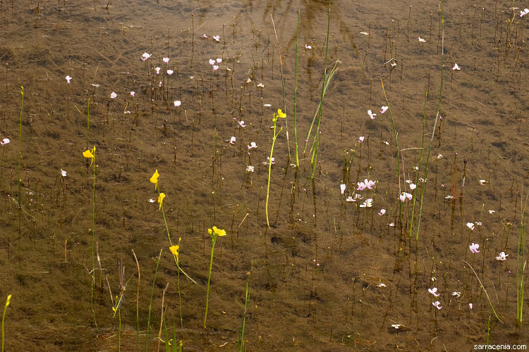 Imagem de Utricularia resupinata B. D. Greene ex Hitchcock