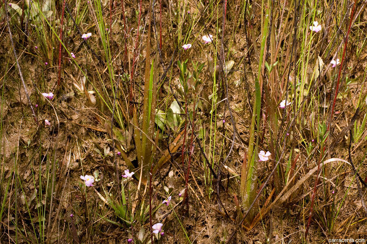 Image of lavender bladderwort