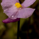 Image of lavender bladderwort