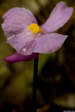 Sivun Utricularia resupinata B. D. Greene ex Hitchcock kuva