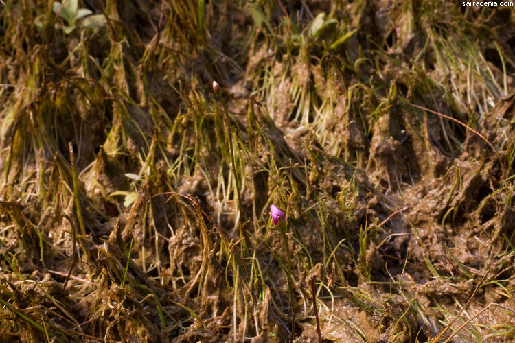 Imagem de Utricularia resupinata B. D. Greene ex Hitchcock