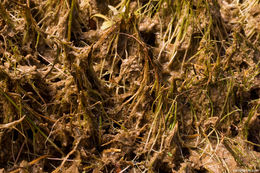 Image of lavender bladderwort