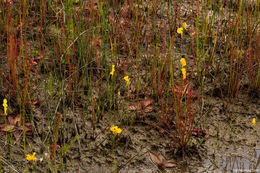 Plancia ëd Utricularia cornuta Michx.