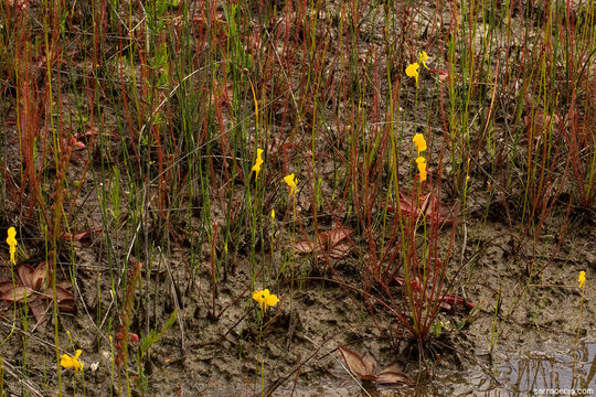 Image of horned bladderwort