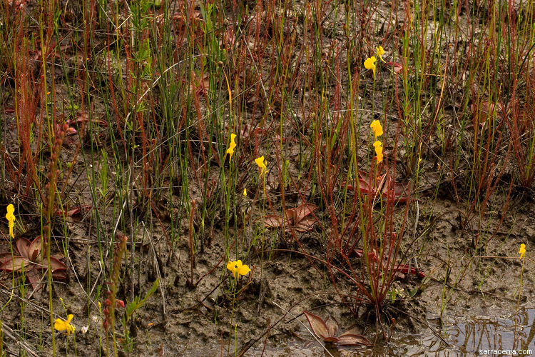 Plancia ëd Utricularia cornuta Michx.