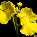 Image of Florida Yellow Bladderwort