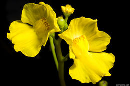 Слика од Utricularia floridana Nash