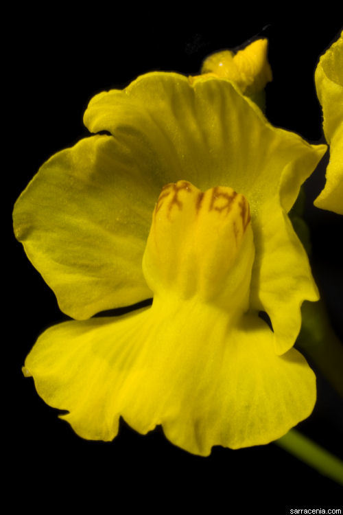 Слика од Utricularia floridana Nash