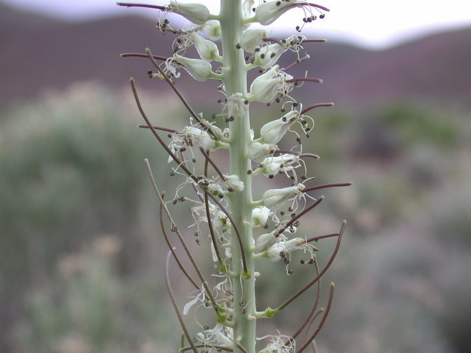 Image of manyflower thelypody