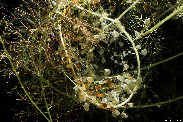 Слика од Utricularia floridana Nash